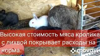 РУБИМ БАБЛО НА КРОЛИКАХ !!!! #кролик #бизнесидеи #кролики