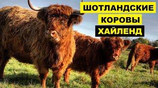 Разведение шотландской породы коров Хайленд как бизнес идея | КРС | Шотландские Коровы Хайленд