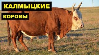 Разведение Калмыцких коров как бизнес идея | КРС | Калмыцкие коровы