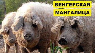Разведение Венгерской мангалицы как бизнес идея Свиноводство | Свинья венгерская мангалица