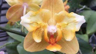 МОЙ ЧЕСТНЫЙ ОТЗЫВ О PASSIFLORe Стоит ли покупать через них орхидеи Как я купила через них орхидеи