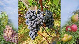 @Виноград Тонус – ранний винный сорт  Отзыв о винограде 2020