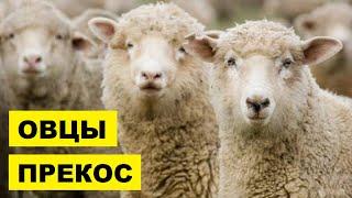 Разведение овец породы Прекос как бизнес идея | Овцеводство | Овцы прекос