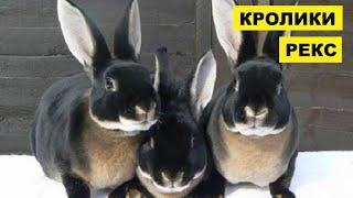 Разведение кролиов породы Рекс как бизнес идея | Кролики Рекс