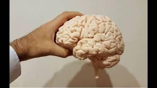 Ученые смогли доказать, что человеческий мозг обладает даром предвидения