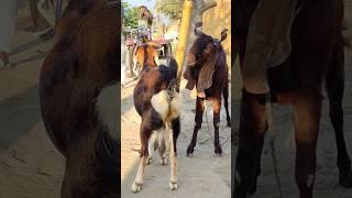Goat Farming Business Idea। animal  lover #shortvideo  #shorts #sortsvideo 2024 #sorts  ep2 feb1