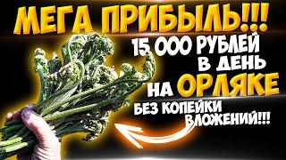 Заработок 105 000 рублей за неделю абсолютно без копейки вложений ч 29 !!! Сбор Орляка в лесу!!!