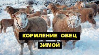 Кормление овец в зимний период | Овцеводство | Мясные овцы | Кормление овец зимой
