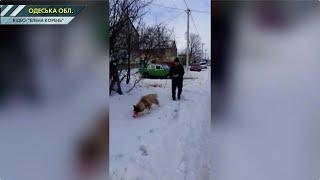 На Одещині шкуродера, який жорстоко побив собаку, відлупцювали куркою