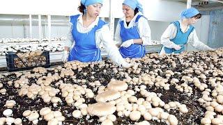 Как заработать миллионы на грибах? В России растет бизнес на выращивании шампиньонов