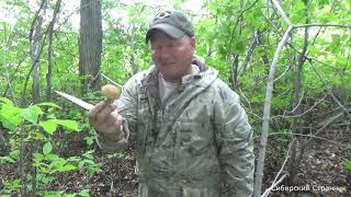 Охота на грибы и самый простой и вкусный рецепт засолки сырых груздей.