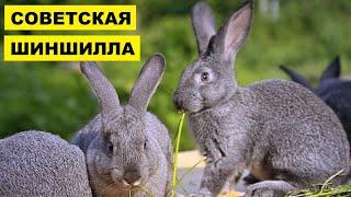 Разведение кроликов породы советская шиншилла как бизнес идея | Кролик советская шиншилла