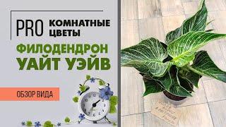 Филодендрон Уайт Уэйв | эффектное и редкое растение для дома и офиса |Декоративнолиственное растение