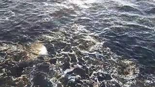 Мараканские дельфины провожают уходящее судно в море | Касабланка | Марокко