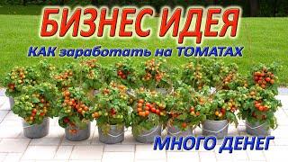 Выращивание томатов черри в квартире как бизнес. Помидоры выращивание и продажа. Расчеты бизнес идеи