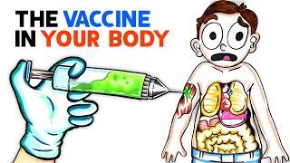 What The COVID Vaccine Does To Your Body