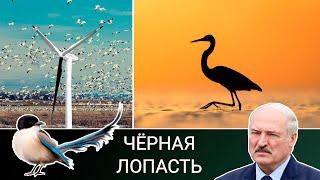 Ветряки убивают птиц и вызывают рак / Газ лучше ветра / Литва теряет белорусские грузы