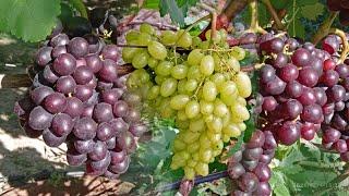 @Новый виноград и проверенный временем. Кишмиши в Полтаве. Вып.14