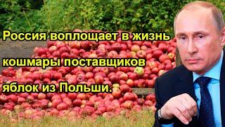 Россия воплощает в жизнь кошмары поставщиков яблок из Польши.