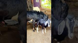 Goat Farming Business Idea। animal  lover #shortvideo  #shorts #sortsvideo 2024 #sorts  ep01 jan5