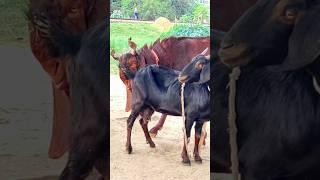 Goat Farming Business Idea। animal  lover #shortvideo  #shorts #sortsvideo 2024 #sorts  ep02 jan3