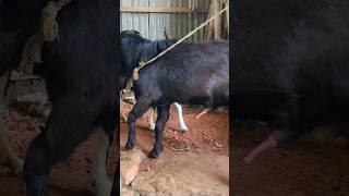 Goat Farming Business Idea। animal  lover #shortvideo  #shorts #sortsvideo 2023 #sorts  ep1 jan3