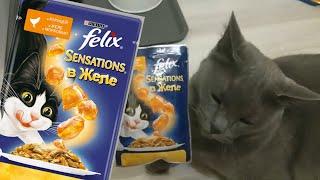 Кот пробует корм Felix Sensations - отзыв о кошачьем корме