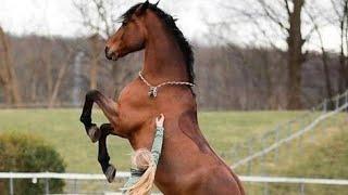 Мотивация❤️ #конник #конныйспорт #лошади #жеребец #мотивация #horse #starstable #пони #майлитлпони