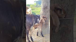Goat Farming Business Idea। animal  lover #shortvideo  #shorts #sortsvideo 2024 #sorts  ep1 gfeb1