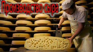 Производство сыра как бизнес идея