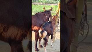 Goat Farming Business Idea। animal  lover #shortvideo  #shorts #sortsvideo 2024#sorts  ep02 02