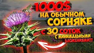 Заработок НА СОРНЯКЕ свыше 200 000 рублей с гектара земли!!!Вложения самые минимальные!!!