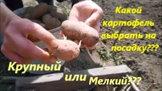 Посадка картофеля.Как выбрать картофель для посадки на большой урожай.Более 30 лет сажаем только так