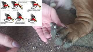 Как правильно подрезать когти у собак Cómo cortar las uñas de tu perro: How to trim your dog's nails