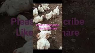 Poultry Farming Business Ideas l পোল্ট্রি ফারমিং বিজনেস আইডিয়া l पोल्ट्री फार्मिंग  बिजनेस आइडिया