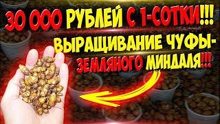 3 000 000 рублей с гектара на выращивании ЧУФЫ!!! Бизнес идея на земляном орехе!!!