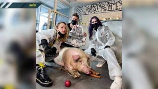 У столичному тату-салоні майстри вирішили зробити тату свині