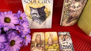 Распаковка КРАСИВЕЙШЕЙ НОВИНКИ Soul Cats Tarot + РАСКЛАД «Котокролик 2023» | Таро Душа Кошек
