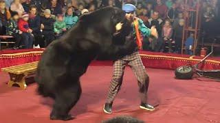 Жах! Ведмідь напав на дресирувальника і глядачів. Чи треба заборонити тварин у цирках?