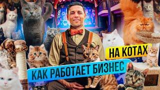 Как открыть бизнес на когтеточках для кошек? Идея для бизнеса с годовым оборотом 80 000 000 рублей