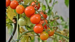 Как уменьшить количество пустоцветов на кустах томатов и увеличить число завязей